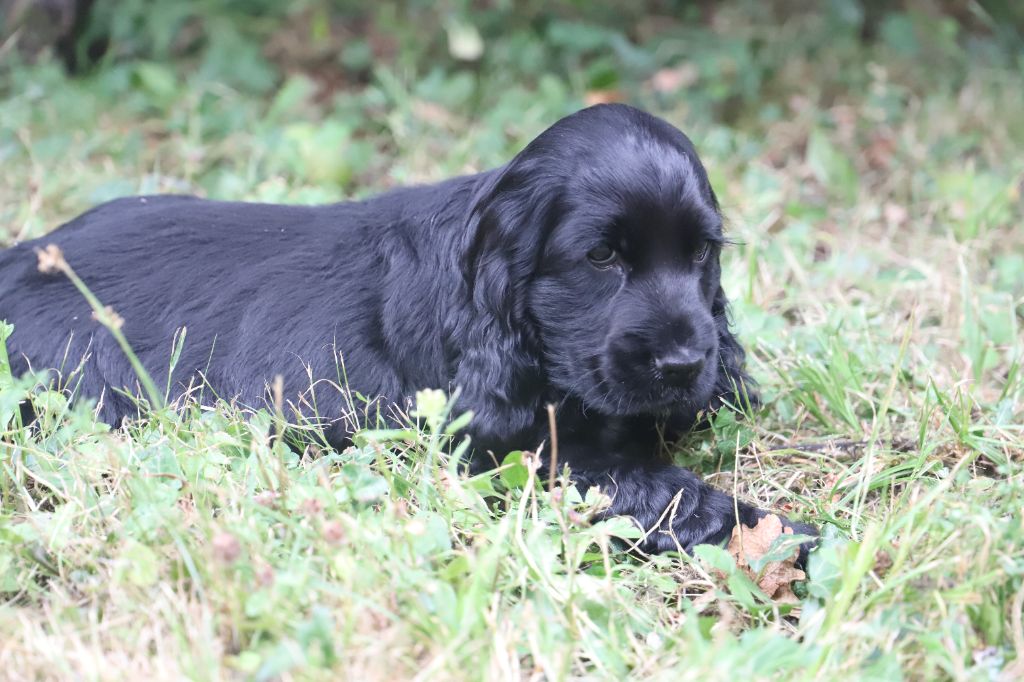 De La Paume Doree O Jolicroc - Chiot disponible  - Cocker Spaniel Anglais