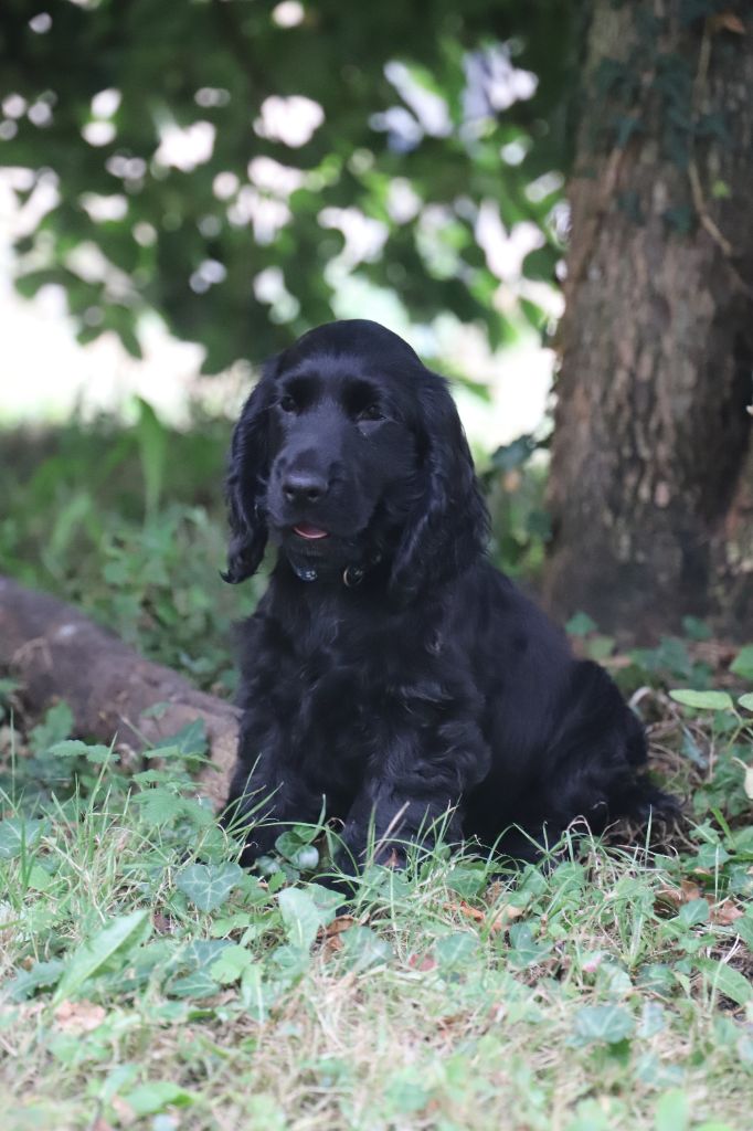 De La Paume Doree O Jolicroc - Chiot disponible  - Cocker Spaniel Anglais