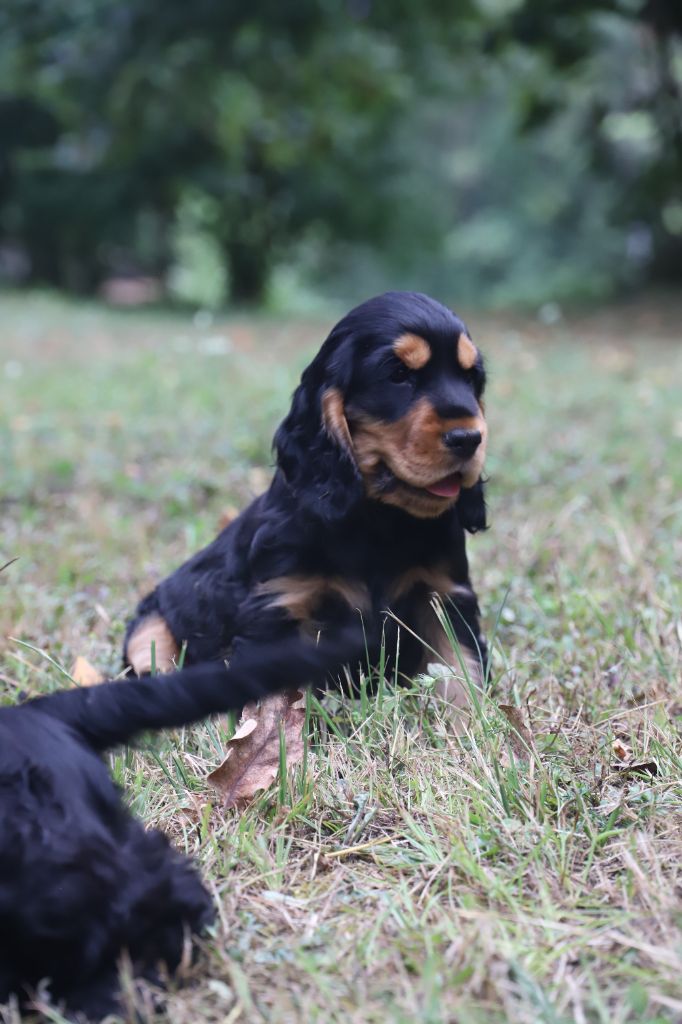 De La Paume Doree O Jolicroc - Chiot disponible  - Cocker Spaniel Anglais