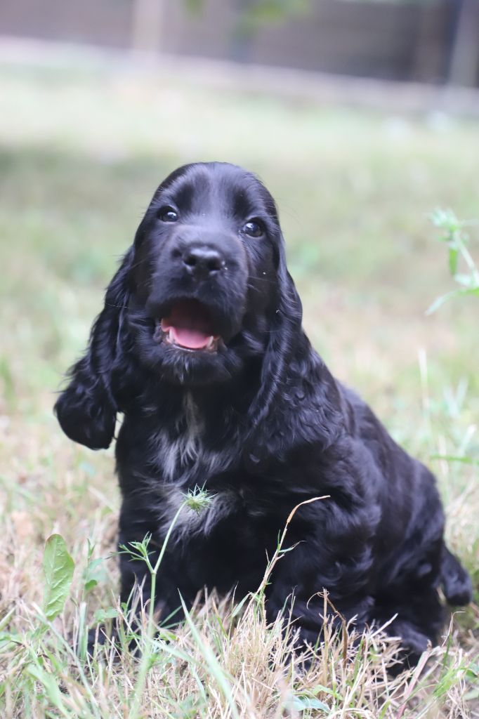 De La Paume Doree O Jolicroc - Chiot disponible  - Cocker Spaniel Anglais