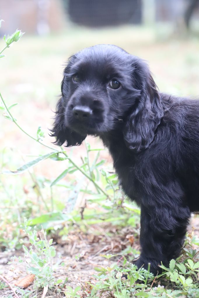 De La Paume Doree O Jolicroc - Chiot disponible  - Cocker Spaniel Anglais