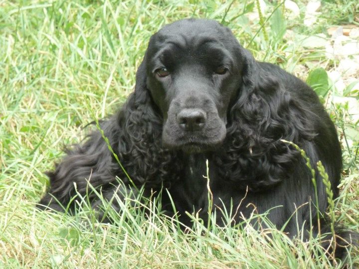 Ghost unchained melody des dames de la forêt barrade