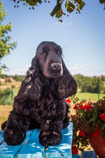 Lolita lempicka De La Paume Doree O Jolicroc